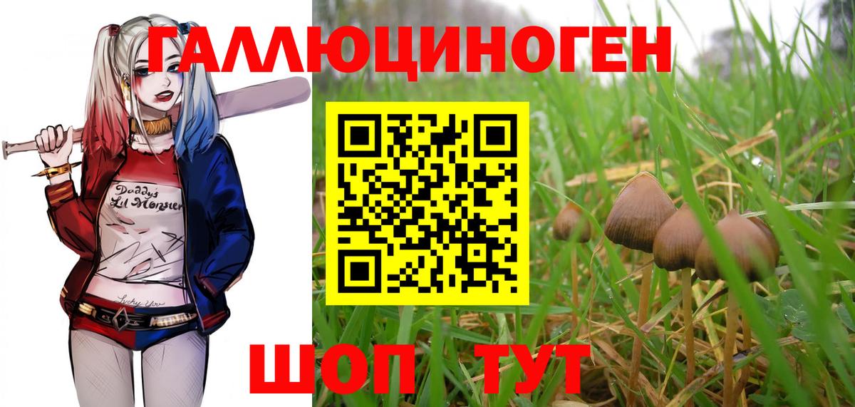 где найти   Вход с VPN  Карасук  Псилоцибиновые грибы ЛСД 